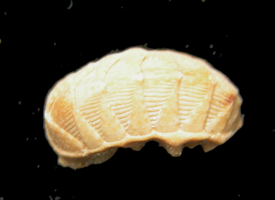 chiton sp 1